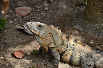 Iguana in Tulum archaeological site, Quintana Roo.Mexico