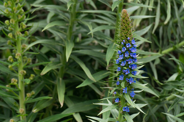 Close up of Violet Echium candicans or  Pride of Madeira are on  the blur green leave bushes
