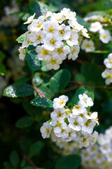 White flowers on a shrub and drops after rain on them, summer freshness