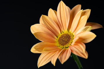 orange Chrysanthemum on blue background with droplets