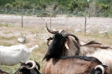 Beautiful male goat with gorgeous horns