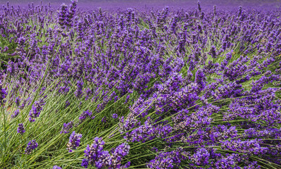 Lavender flowers fields background.