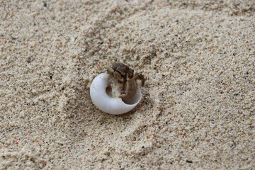 A small crab crawls out of the sink.