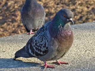 pigeon in the park