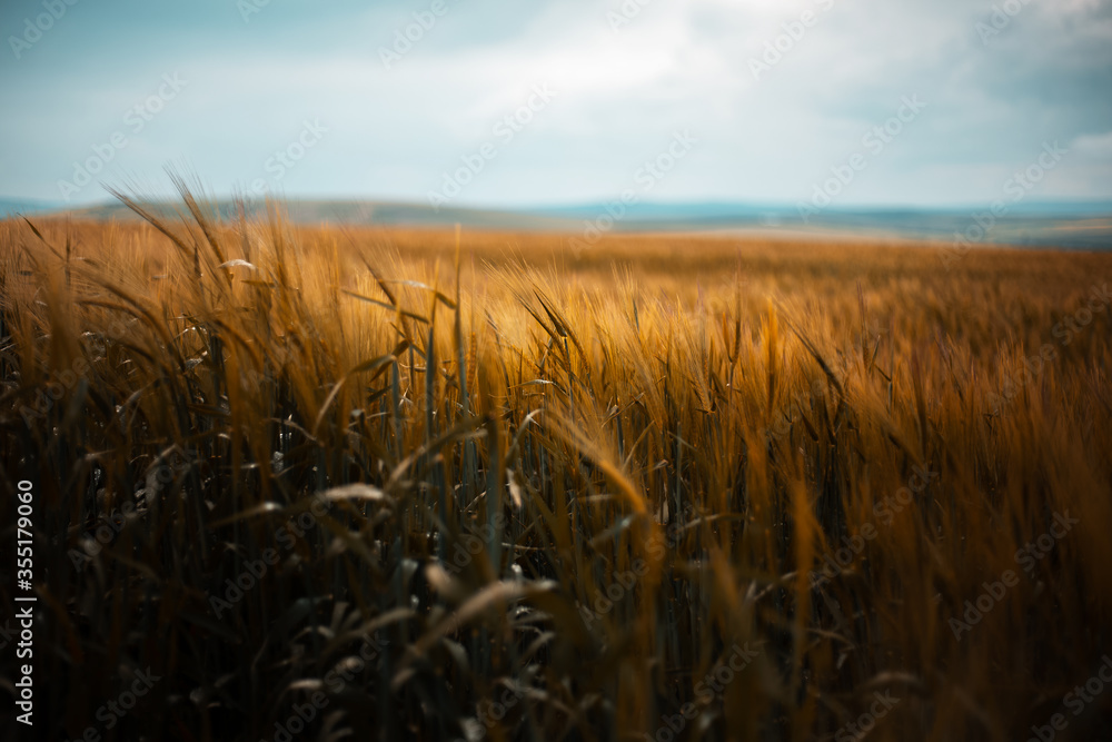 Wall mural beautiful natural landscape of golden wheat field in rainy day.