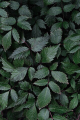 Portrait closeup photo of astilbe plant foliage in  the garden
