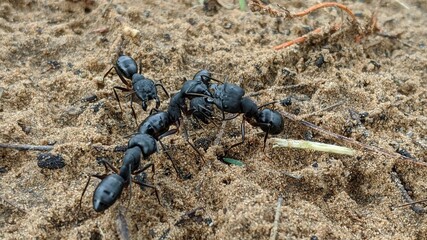 Black worker ants dragging vegetation to the colony