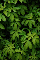 Portrait closeup photo of bright green leaves of a hedge in a garden