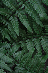 Portrait closeup photo of fern plant leaves