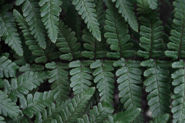 Landscape closeup photo of fern plant leaves