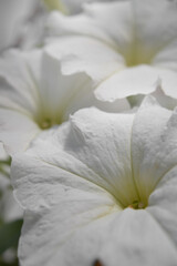 Portrait close up photo of white petunia flowers