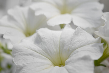 Landscape close up photo of white petunia flowers