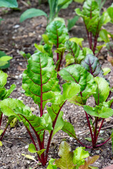 Baby Swiss Chard in the Garden