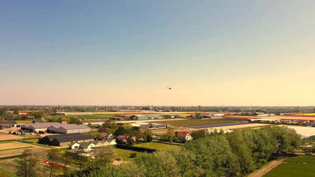 Aerial view of tulip bulb-fields in springtime, Holland, the Netherlands