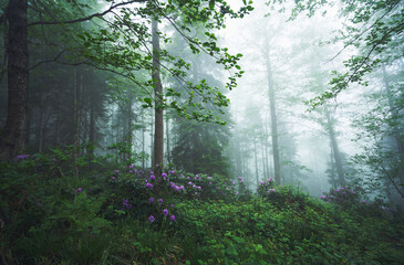 Mystic and foggy forest with pink / purple rhododendron flowers. Landscape photo was taken at forest near Camlihemsin, Rize, Karadeniz / Black Sea region of Turkey.          