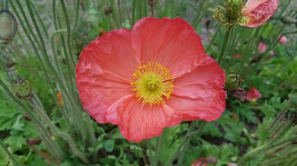 red poppy in the garden