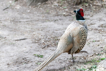 Ring Necked Pheasant male walking close-up. Wild exotic beautiful red head rippled bird with...