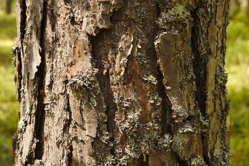 Old tree bark covered with moss