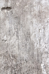 the bark of a tree painted white. chalk whitewash on wood. white tree. wood white texture