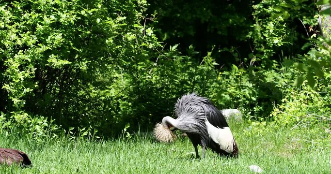 The Black Crowned Crane, Balearica pavonina is a bird in the crane family Gruidae.