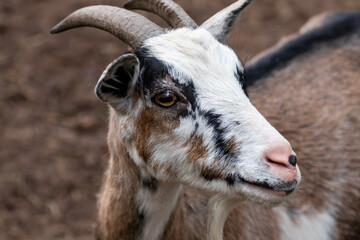 Calico spotted dappled pattern goat head close-up on blurred brown background. Domestic farm animal with horns