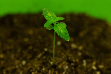The initial stage of marijuana growth. Green stem of cannabis.