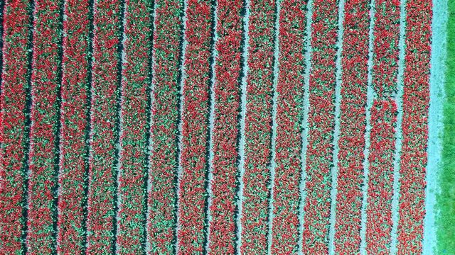 Aerial view of tulip bulb-fields in springtime, Holland, the Netherlands
