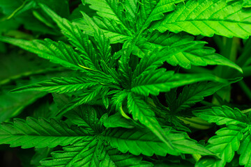 Green young marijuana plant. Growing cannabis concept.