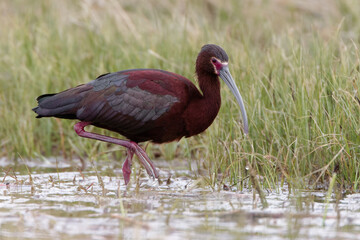 A white-faced ibis wades the shore of a marsh in Wyoming