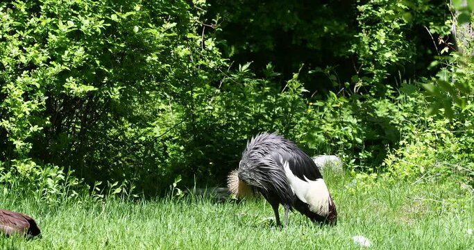 The Black Crowned Crane, Balearica pavonina is a bird in the crane family Gruidae.