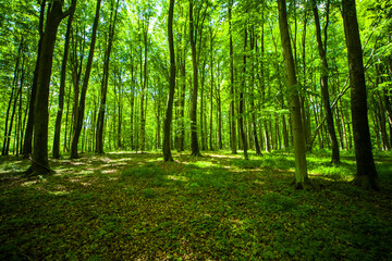 Las drzewa park fototapeta krajobraz bory tucholskie wiosna