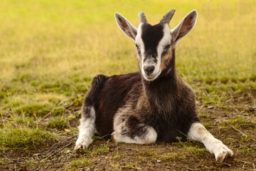 View on a goat lying on a field of Transylvania, Romania on a cloudy day.