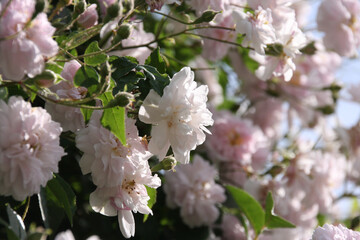 Close up of pale pink blossoms of rambler or climbing roses against pale blue sky on blurred background., dreamy inflorescence  in a romantic country cottage garden  in early summer.....
