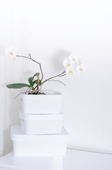 Three white storage boxes on white background with orchid bloom flower. White minimalism concept