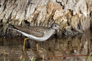 A solitary sandpiper wades the shore of a Wyoming lake.
