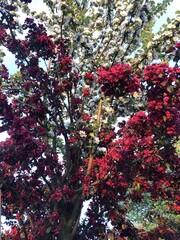 Apple tree with blossoms under sun rays.