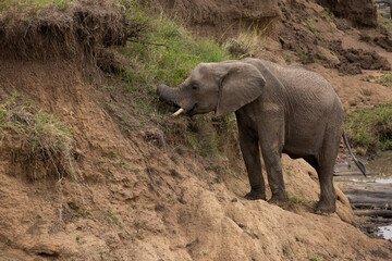 A subadult African elephant feeding along river channel at Masai Mara, Kenya