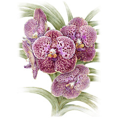 Isolated realistic vanda orchid flowers colored pencil drawing on white background. © Viktoria