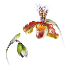 Watercolor orchid Paphiopedilum, hand drawn floral illustration isolated on a white background. © Viktoria