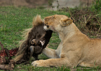 Fototapeta na wymiar Lioness with a wildebeest kill at Masai Mara, Kenya
