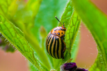 little beetle on a plant in nature