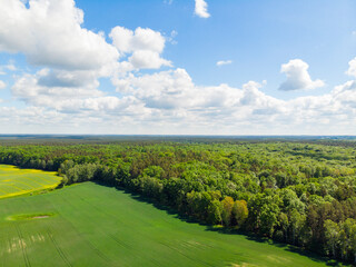 Pole pola las drzewa wiosna rolnictwo wieś uprawy zboże