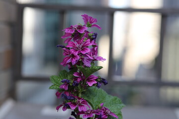 gardening in New York City midtown Manhattan