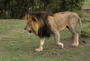Closeup of a Lion  at Masai Mara, Kenya
