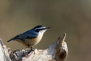 A red-breasted nuthatch enjoys the Wyoming morning