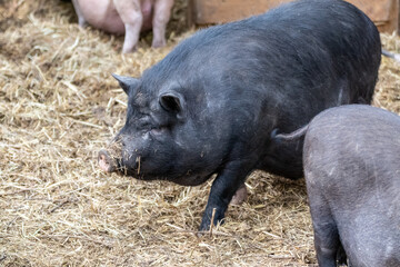 Black big pig in straw in an animal farm yard