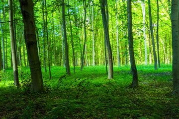 Las drzewa park fototapeta krajobraz bory tucholskie wiosna © Dariusz