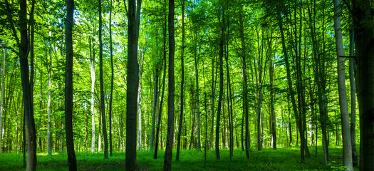 Las drzewa park fototapeta krajobraz bory tucholskie wiosna © Dariusz