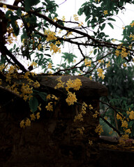 Moody green and yellow leaves