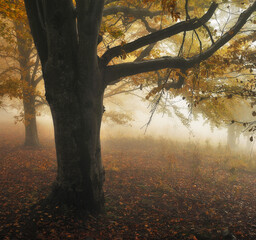 A misty fantastic autumn forest. The beech trees are in a fog